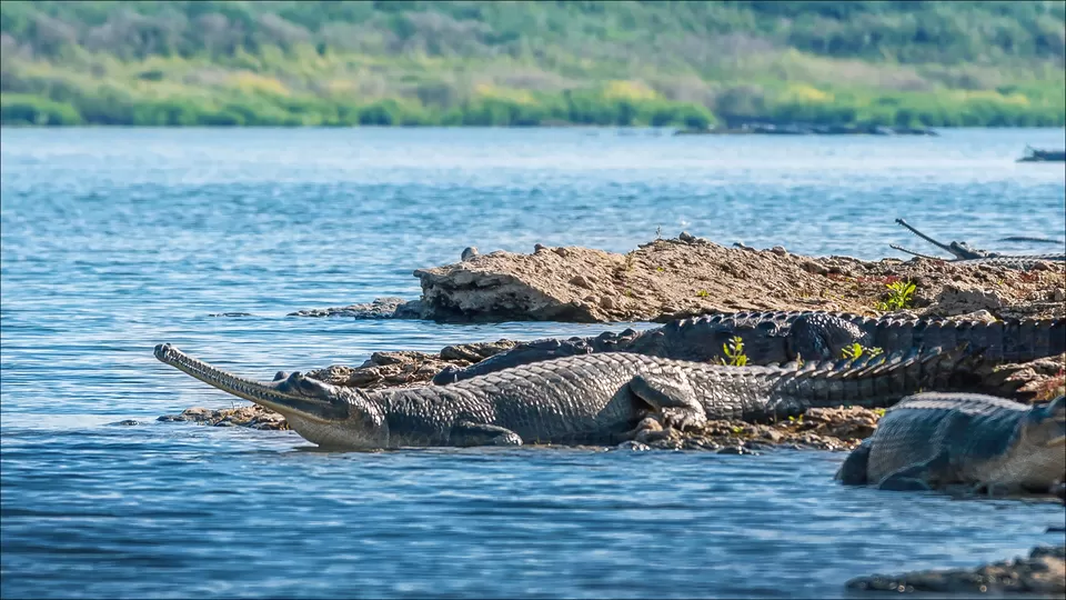 Gharials on the Chambal River